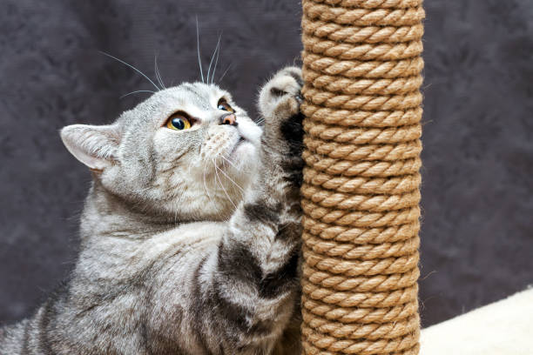 Why Do Cats Scratch? | FurvioShop
