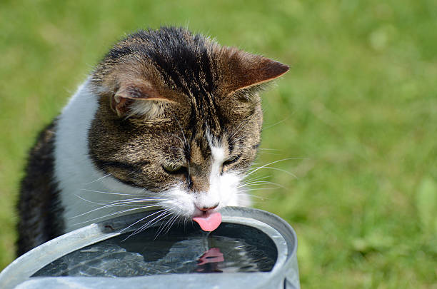 Healthy Cat Hydration | FurvioShop
