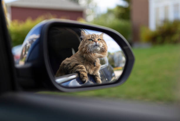 Safe Pet Travel Gear | FurvioShop