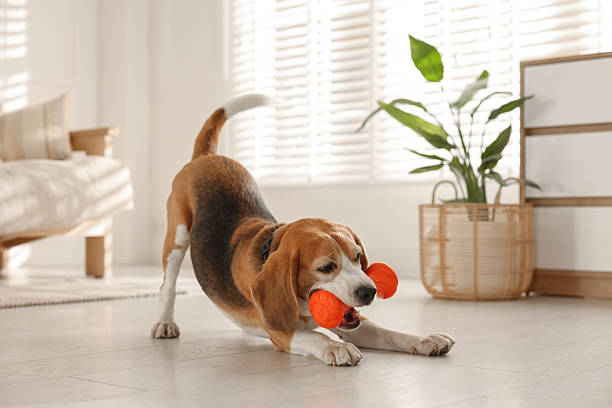 Indestructible Dog Toys | FurvioShop