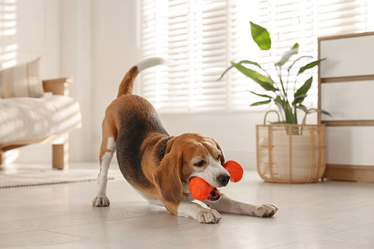 Indestructible Dog Toys | FurvioShop