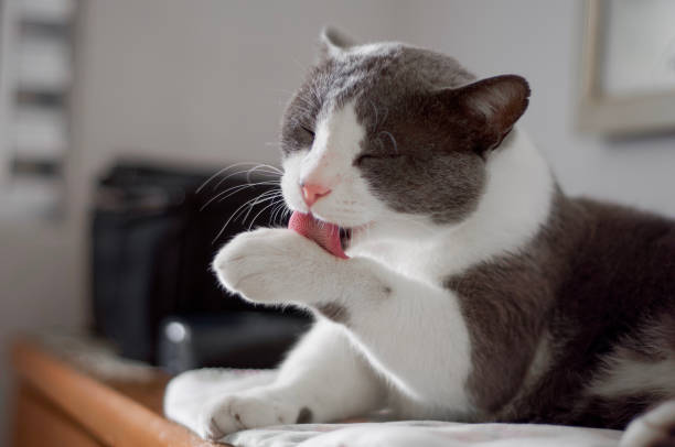 self cleaning cat